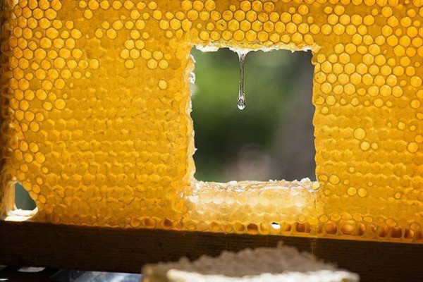 Մեղվաբուծության և մոմագործության վարպետաց դաս