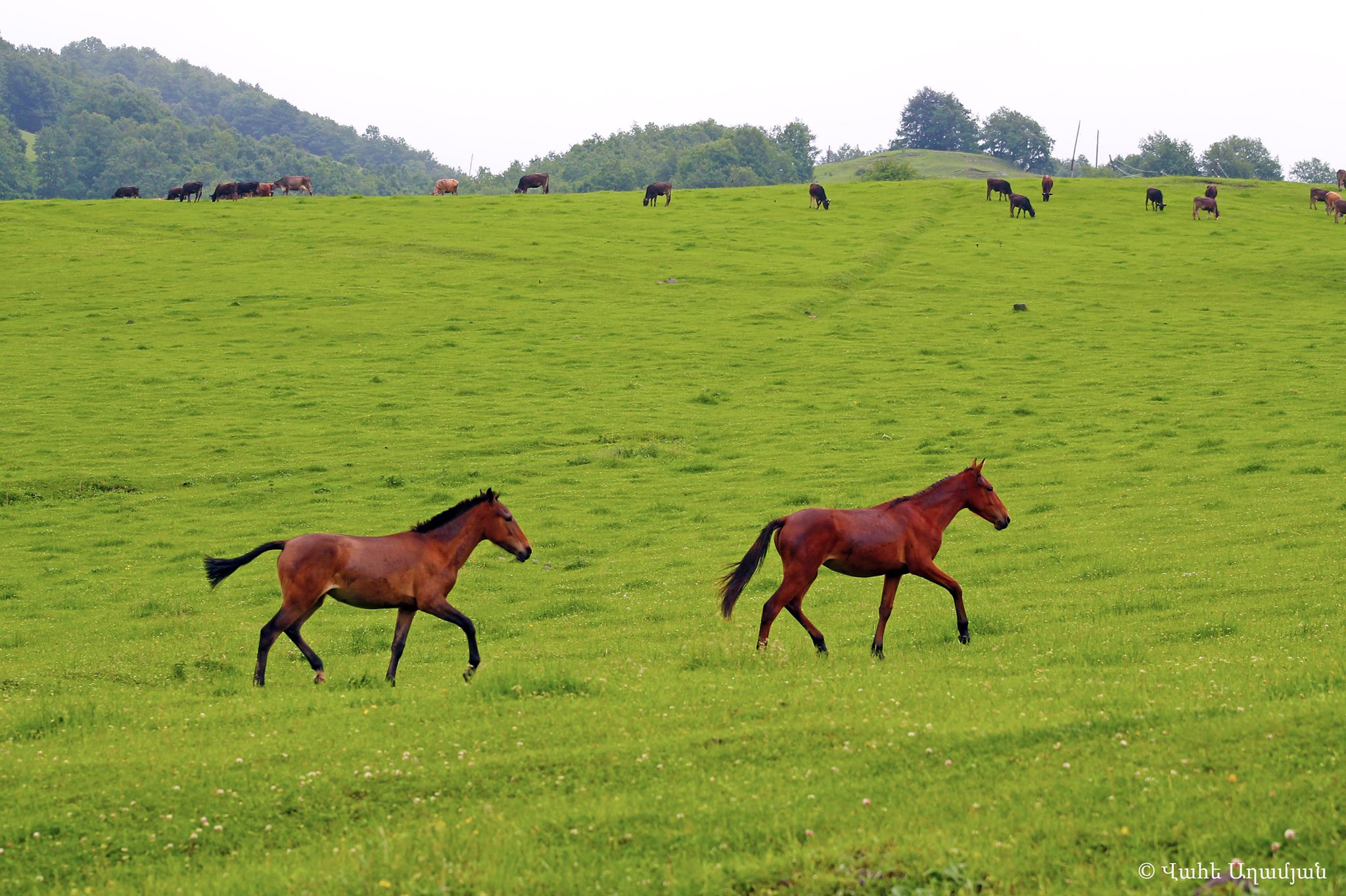 Ձիարշավի համար լավագույն վայրերը Հայաստանում