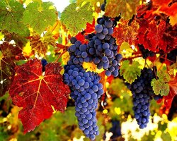 Խաղողի բակ և գինի - Շատո Եգան գաստրոբակ